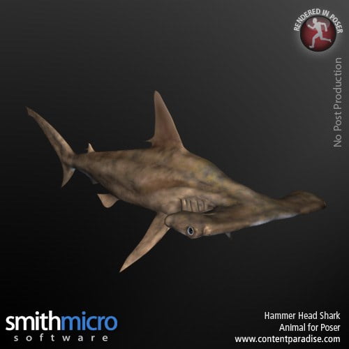 Hammerhead Shark