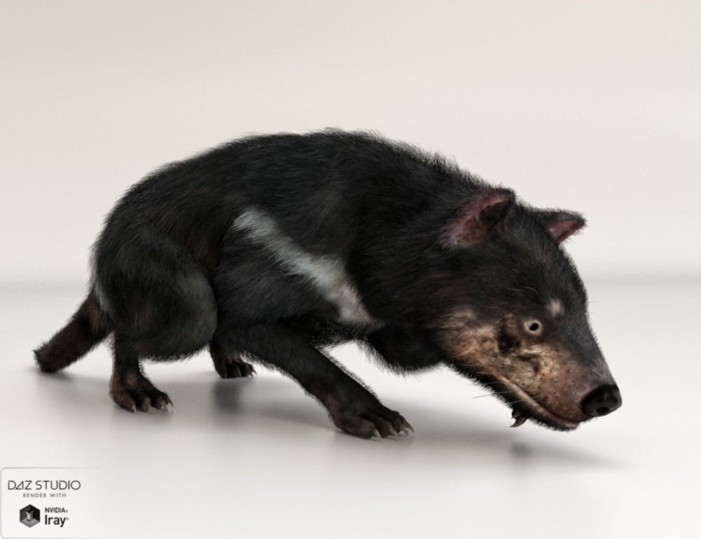 Tasmanian Devil by AM