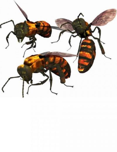 bee-and-texture-map-large-2