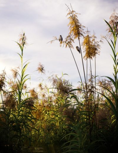 00-main-reed-plants-for-daz-studio-and-iray-daz3d-1