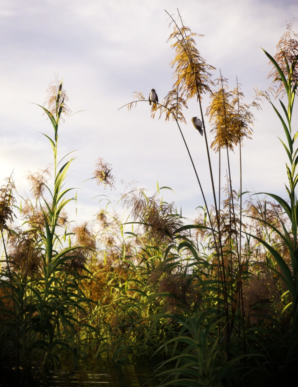 Reed Plants for Daz Studio and Iray