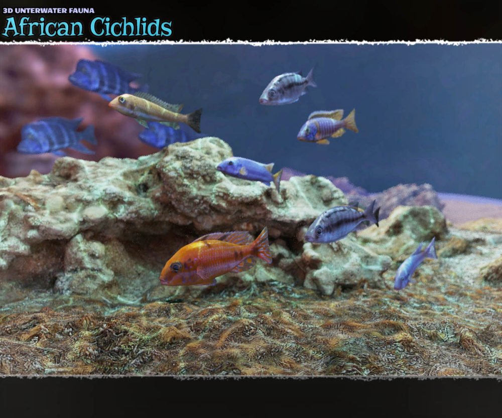 3D Underwater Fauna: African Cichlids