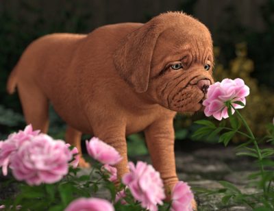 00-benji-the-puppy-hd-for-daz-dog-8-daz3d-2
