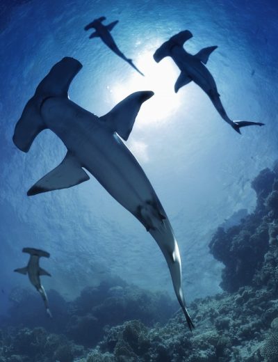 00-main-sharks-by-am-hammerhead-daz3d-1