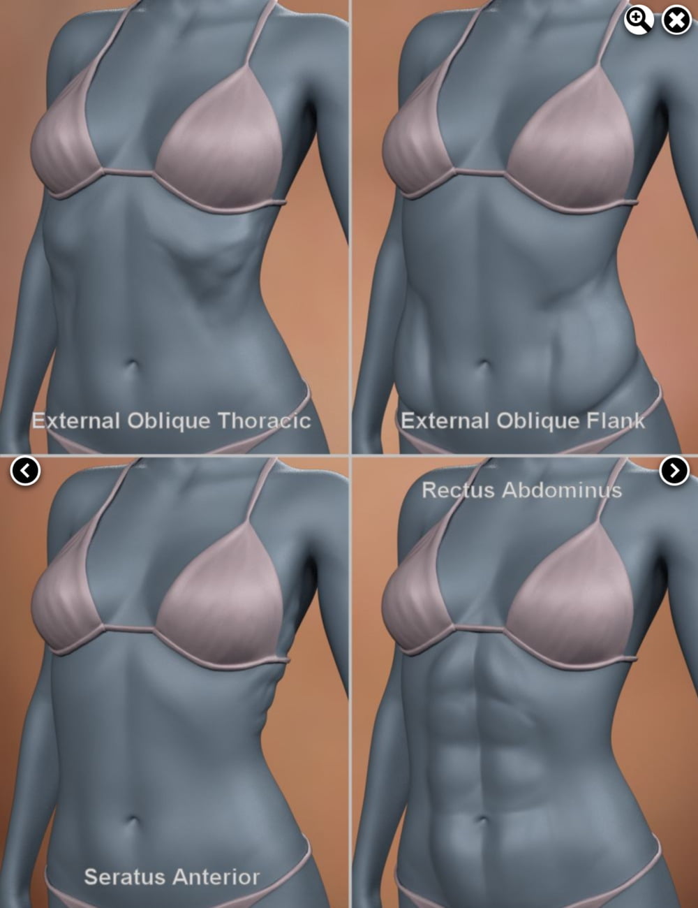 Musculature HD Morphs for Genesis 8 Female
