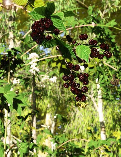 00-main-bramble-blackberry-and-briar-plants-for-daz-studio-and-iray-daz3d-2