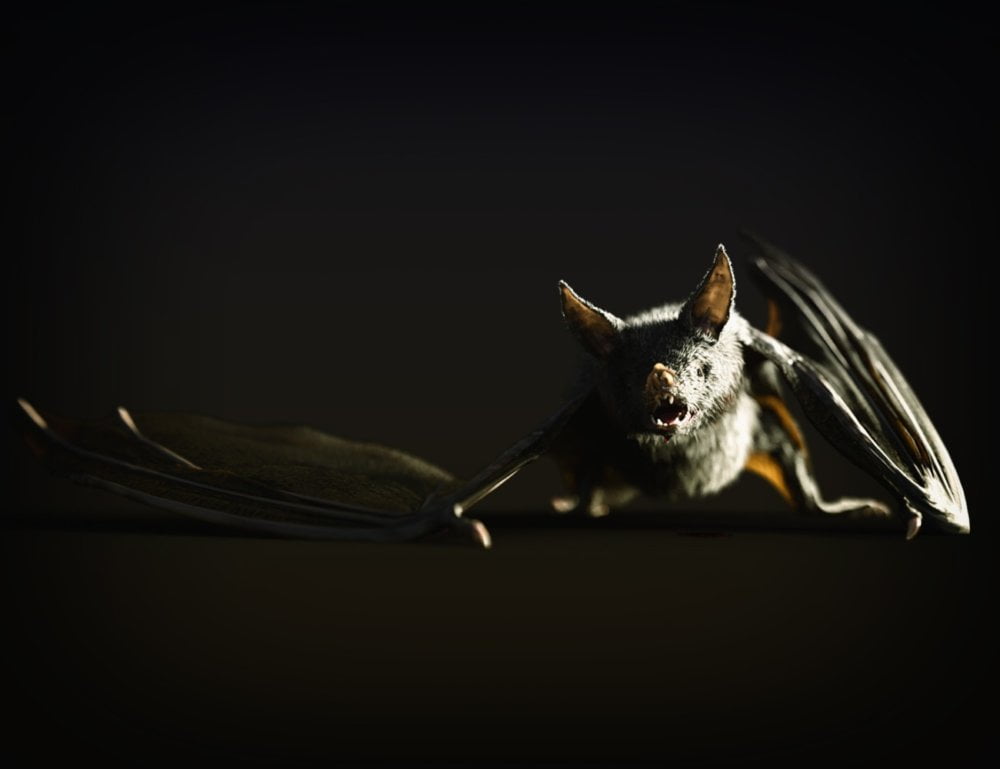 Vampire Bat by AM