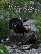 SBRM Wild Turkey