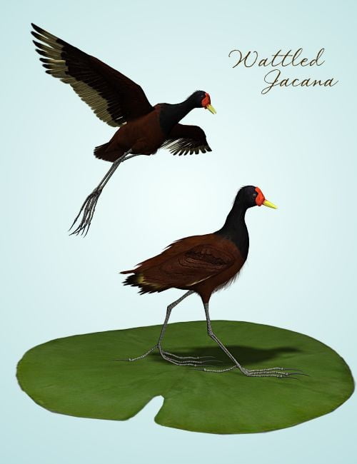 Songbird ReMix: Jacanas