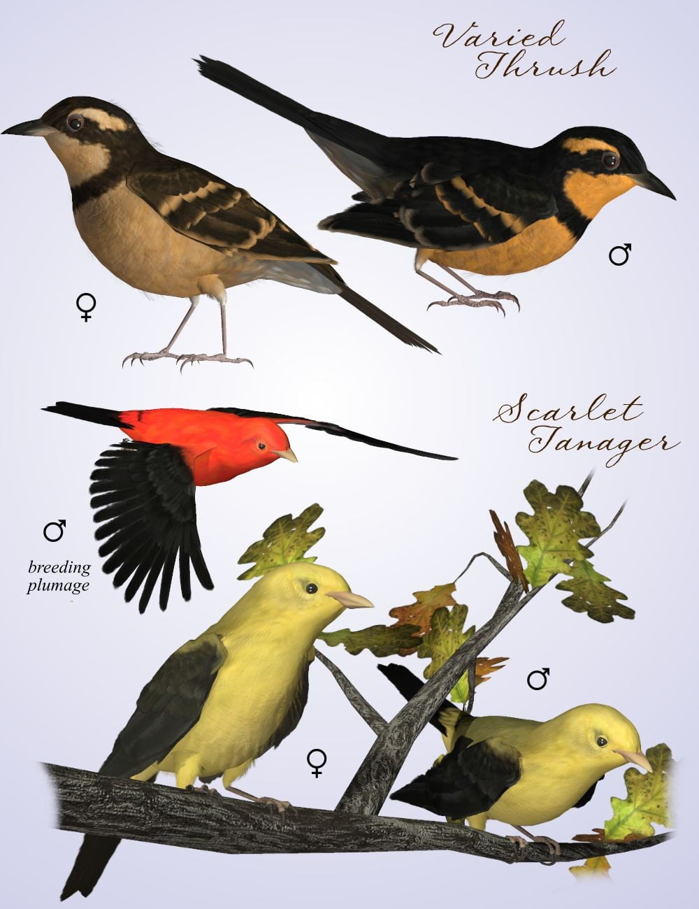 SBRM Woodland Jewels