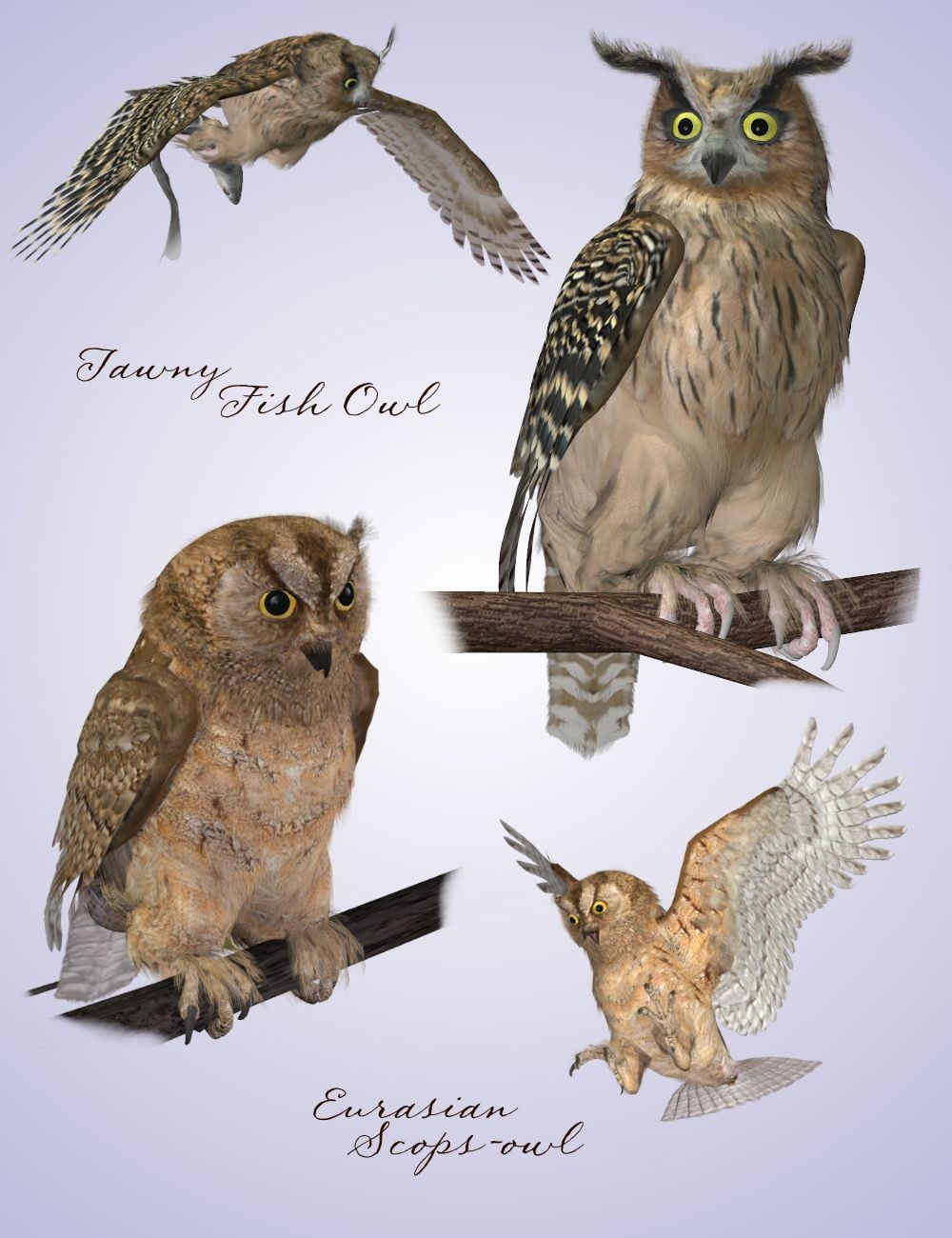 SBRM Owls of the World Volume 2