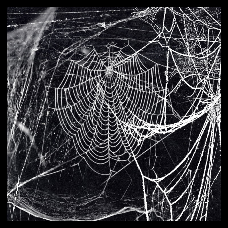 Spooky Webs