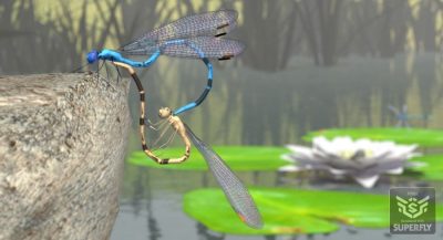 11724-nature-s-wonders-dragonflies-damselflies-05-2