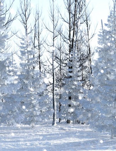 Winter_Pine_Forest_Main-2