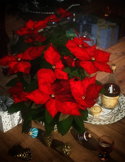 christmas-poinsettia-plants-00-main-daz3d-2