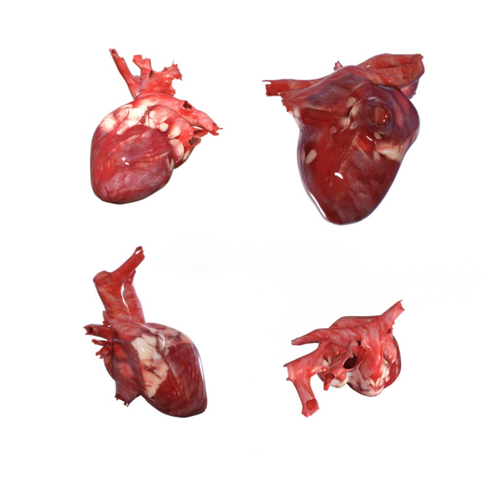 Beating Heart - Extended License