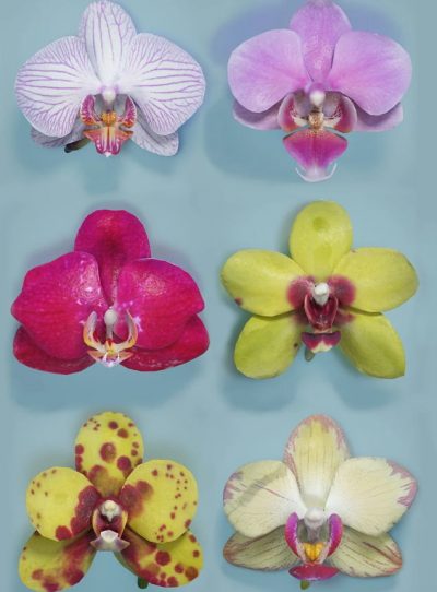 six_orchids_01-2