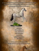 Equus Magica For the Millennium Horse