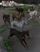 Dog 8 Animation Cycles - Base and Great Dane