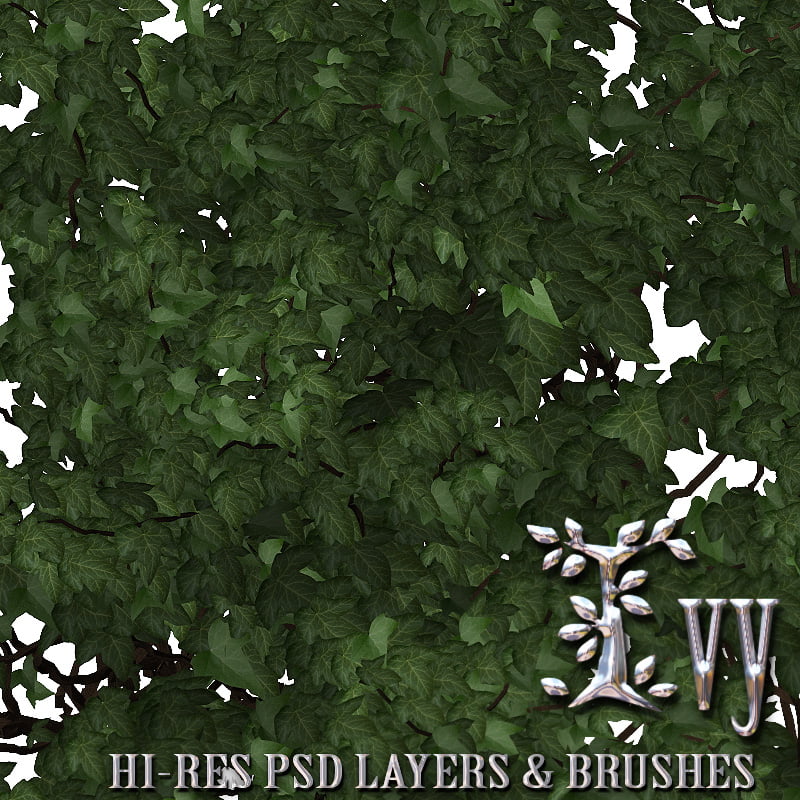 Ivy – PSD Layers & Brushes