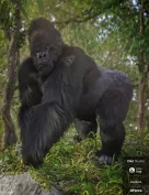 Gorilla for Genesis 8 Male