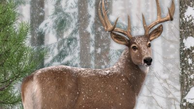 12017-cwrw-whitetail-deer-lamh-preset-01-3