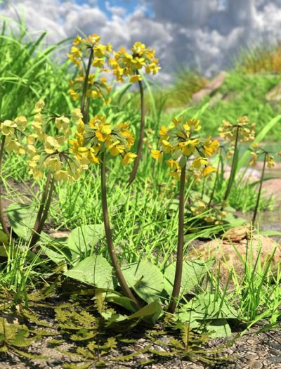 Wild_Flowers_Primulas_01-2