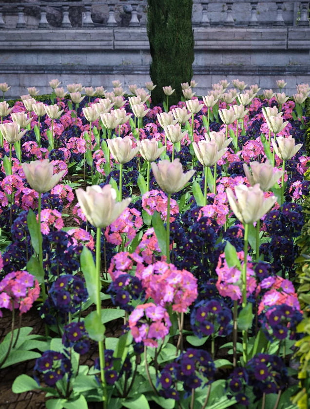 Wild Flowers Volume 9 Primulas (Wild and Cultivated)