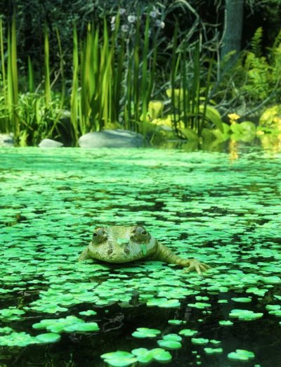 Wild-Flowers-Water-Plants-Vol-2-01-2