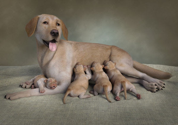 Newborn Puppies for the HiveWire Big Dog