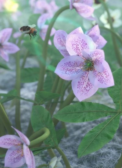 Garden-Plants-Helleborus-orientalis-Christmas-Rose-Flowers-01-2