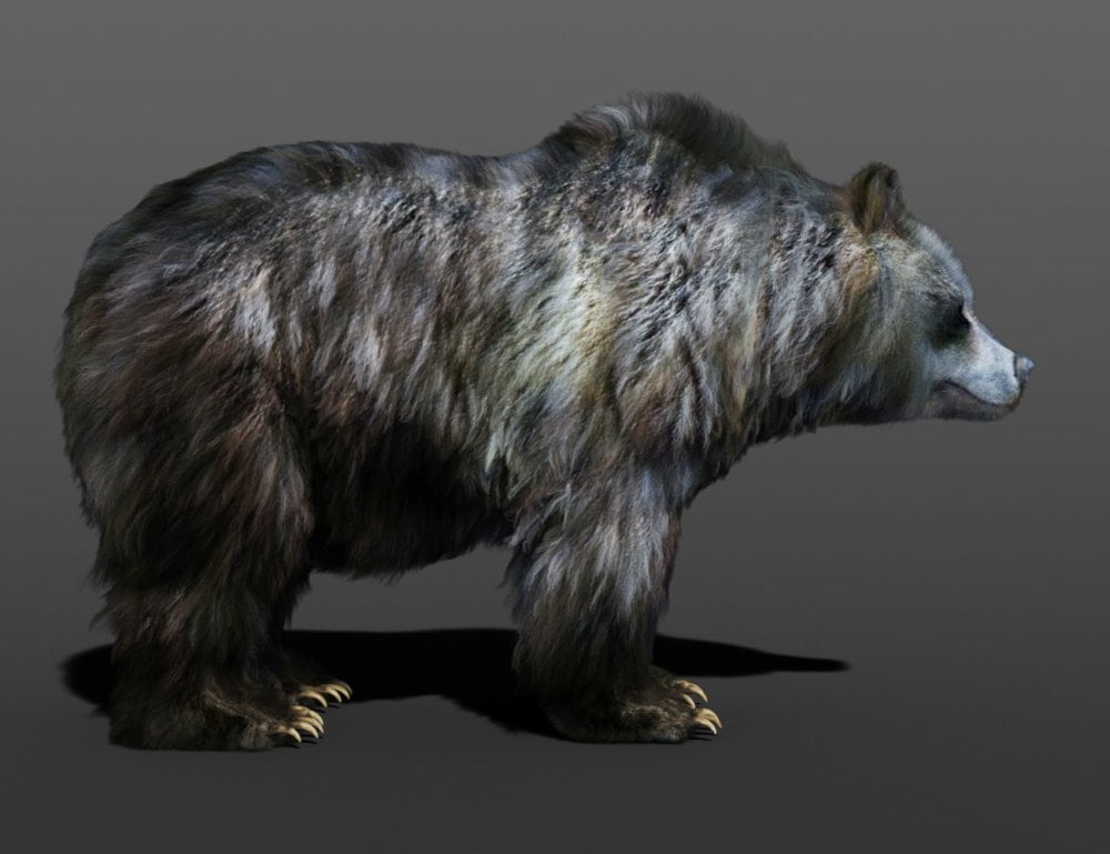 dForce Hair for Brown Bear by AM