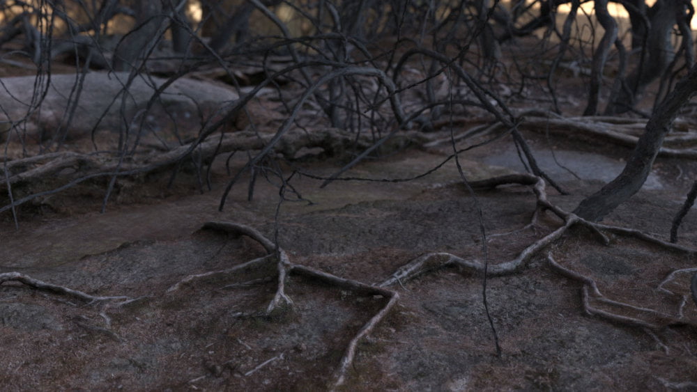 3D Scenery: Tangle World