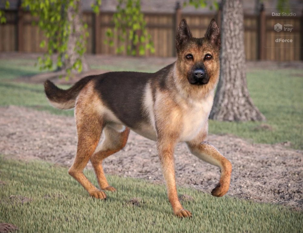 German Shepherd for Daz Dog 8