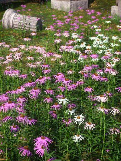 Garden-Flowers-Cone-Flowers-01-2
