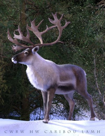 12072-cwrw-hivewire-caribou-lamh-main-3