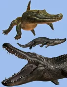 Crocodilia 1 Alligator and Caiman