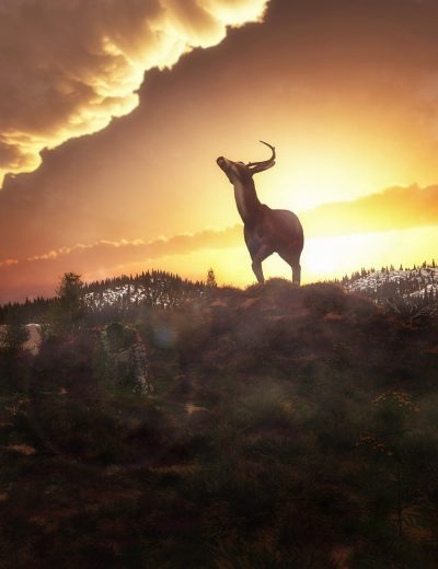 heath-and-moorland-plants-and-ecosystems-for-vue-01-daz3d-2