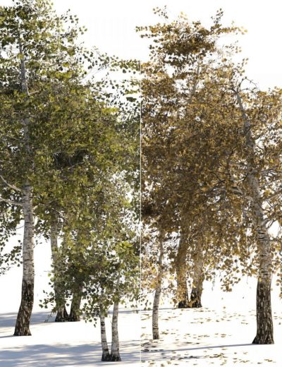 v176-iray-birch-trees-00-main-daz3d-2