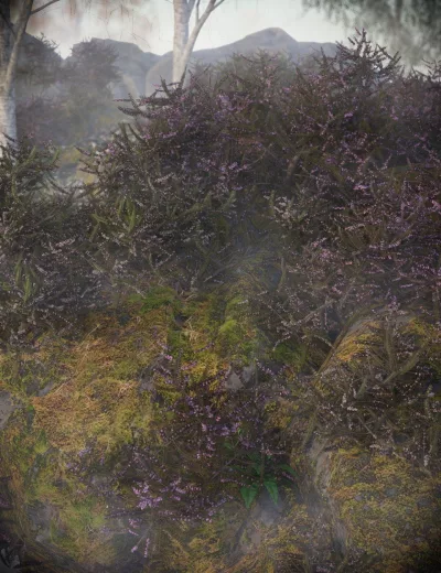 heather-heath-and-moorland-plants-for-daz-studio-00-main-daz3d