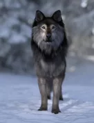 Dire Wolf for Daz Dog 8