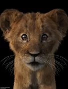 Felidae by AM - Kimbo the Lion Cub