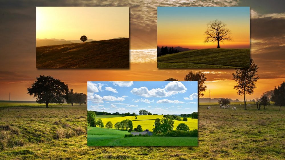 Meadowscapes Backdrops Volume 1