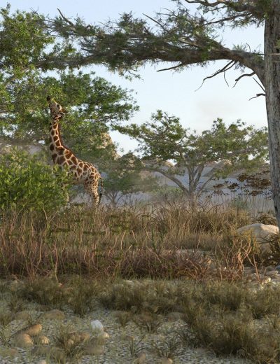 tropical-acacia-trees-00-main-da-2