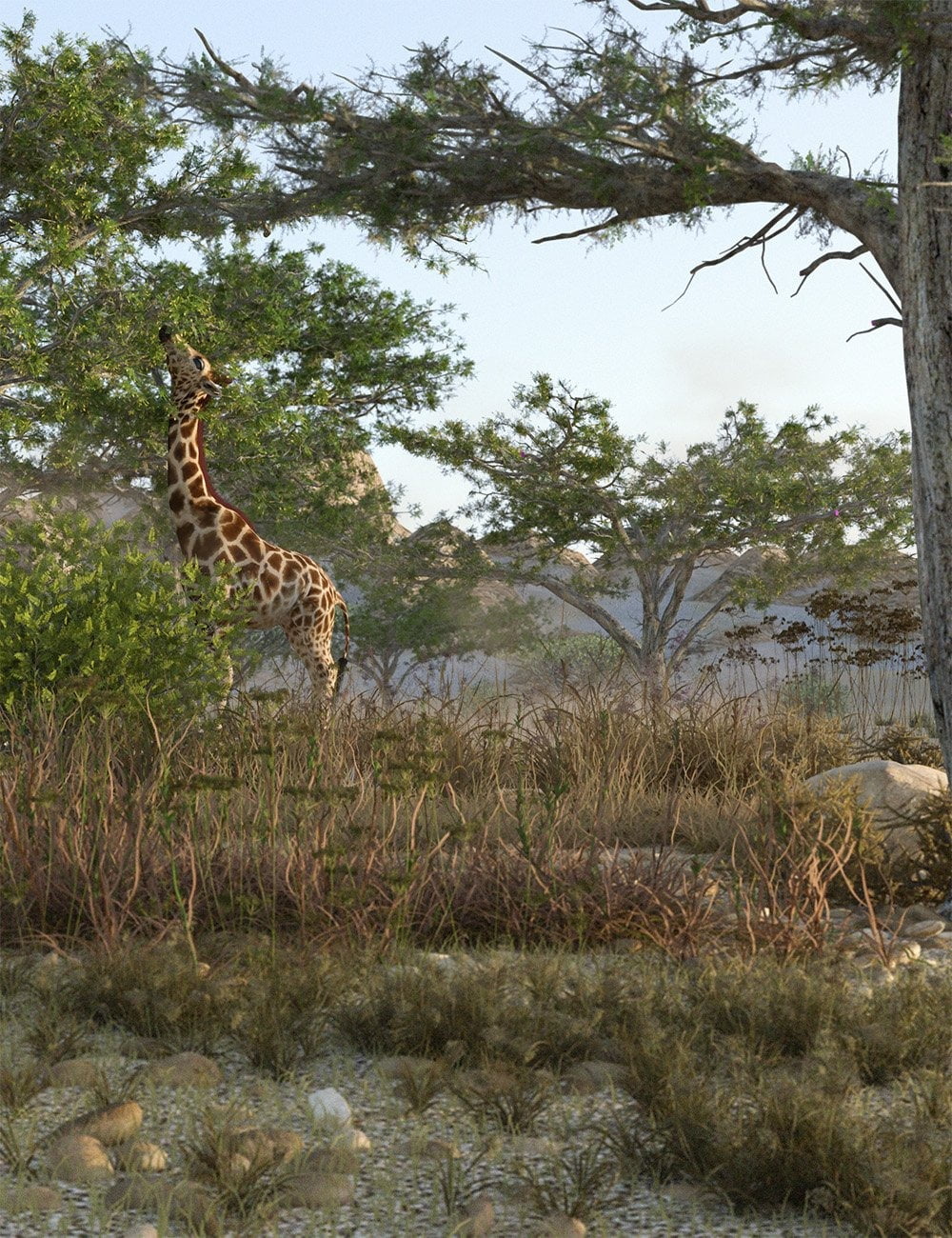 Tropical Acacia Trees