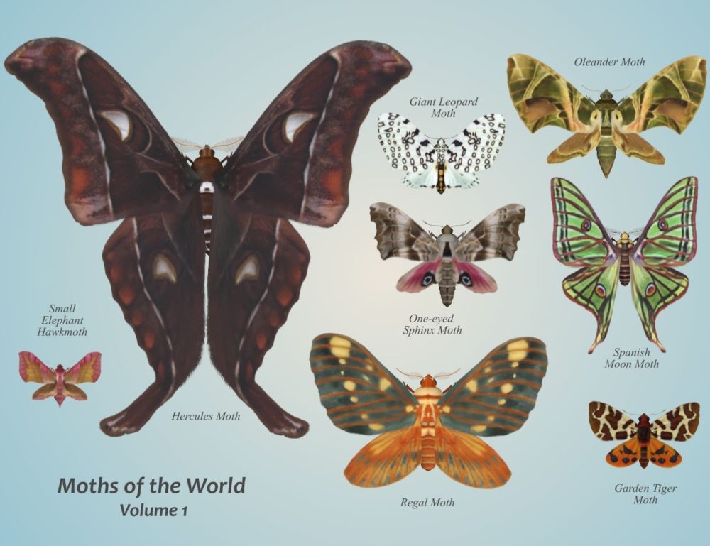 Nature's Wonders Moths of the World Vol. 1
