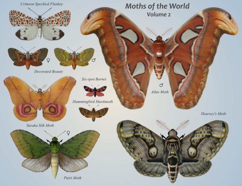 Nature's Wonders Moths of the World Vol. 2