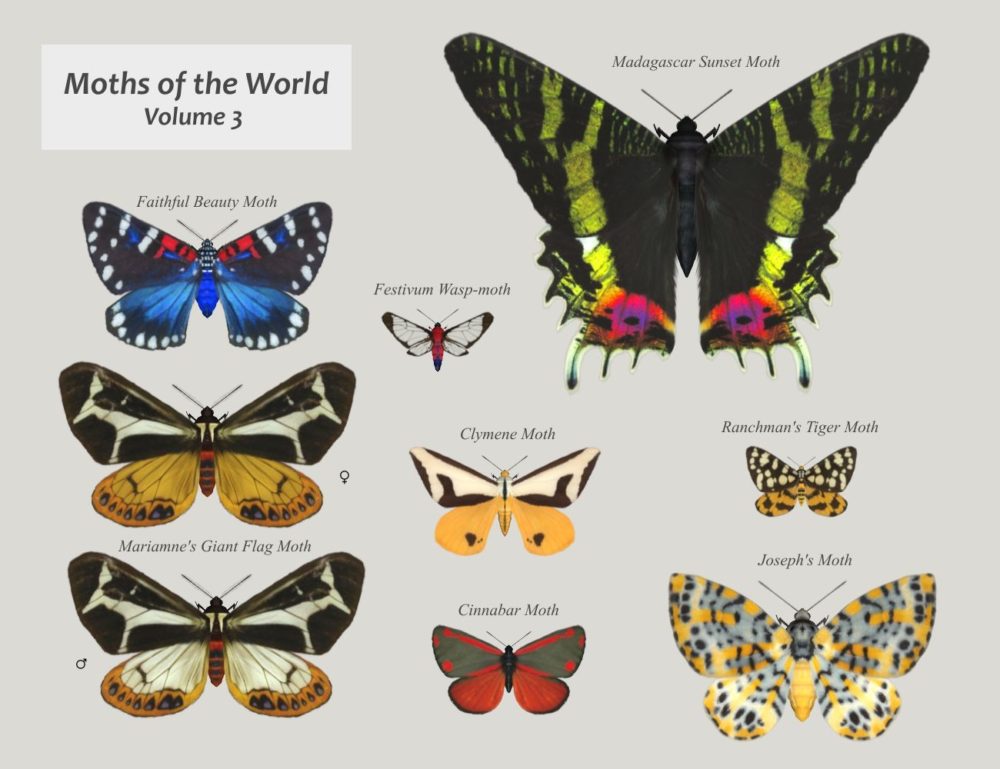 Nature's Wonders Moths of the World Vol. 3