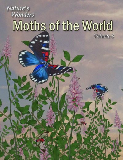 11489-nature-s-wonder-moths-of-the-world-vol-3-main-3