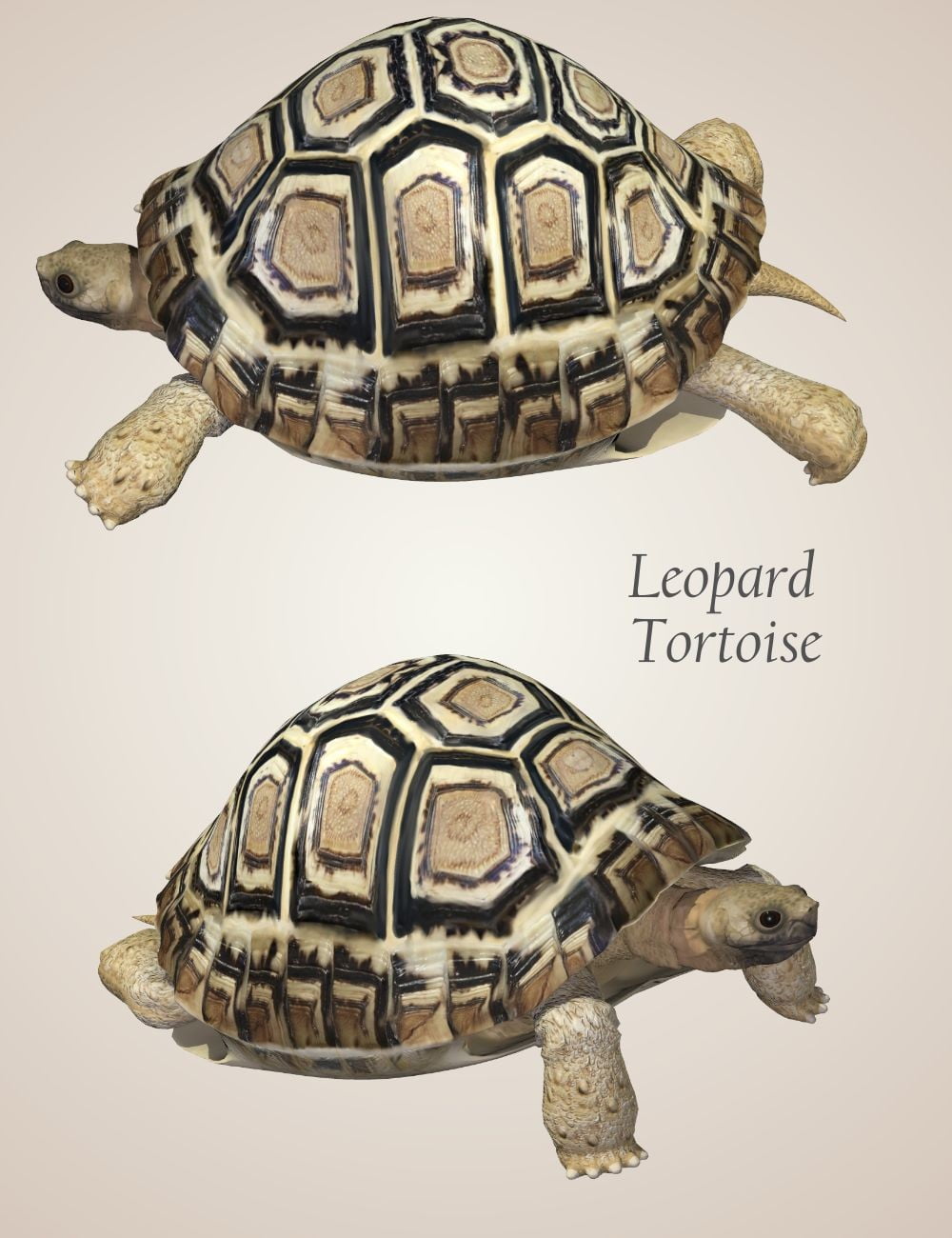 HW Nature's Wonders Turtles of the World Vol. 1